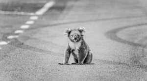 australians for animals koala