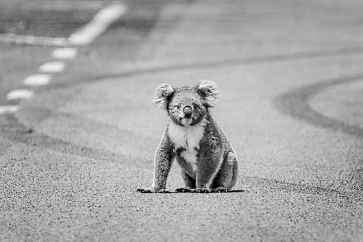 australians for animals koala