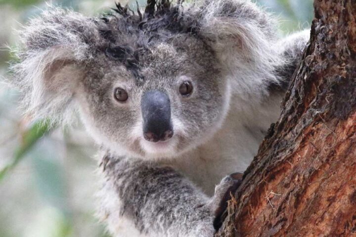 koala crisis