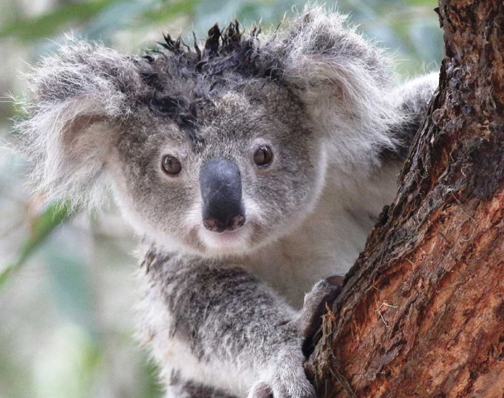 koala crisis