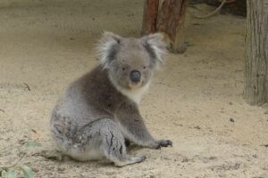 koalas in crisis