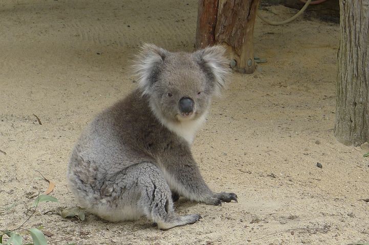 koalas in crisis