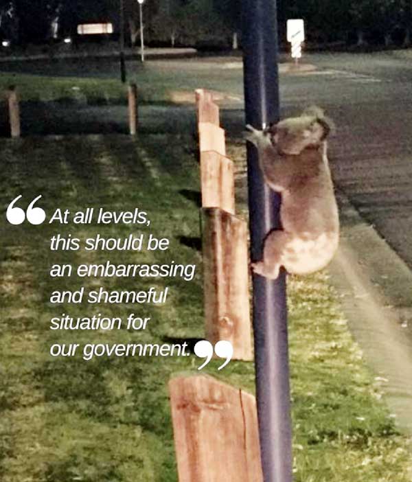 koala crisis