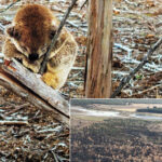 Koala Image: Paul Hilton Inset: DEECA