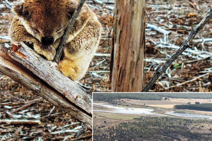 Koala Image: Paul Hilton Inset: DEECA