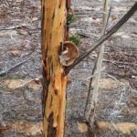 koala crisis press release