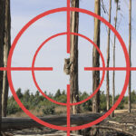 koalas in the crosshairs