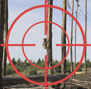 koalas in the crosshairs