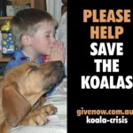 save the koalas