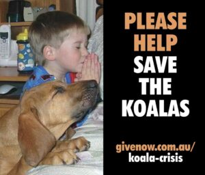 save the koalas