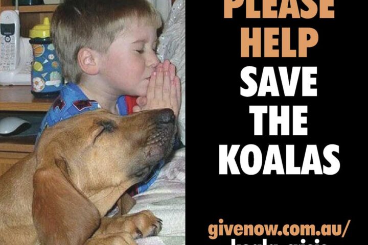 save the koalas