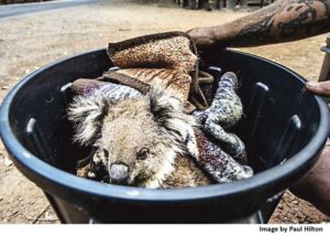koala crisis